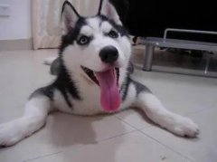 ��ʿ�滻���ڼ�����ô�죿