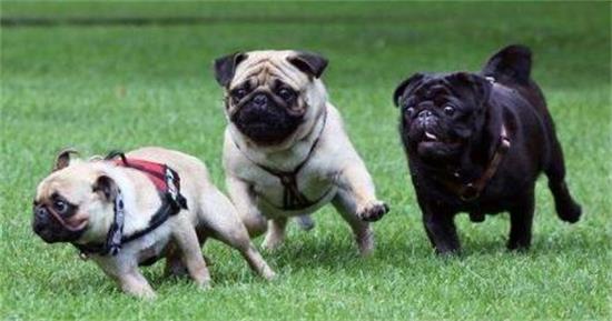 巴哥犬怎么看纯不纯?这些方法学一学