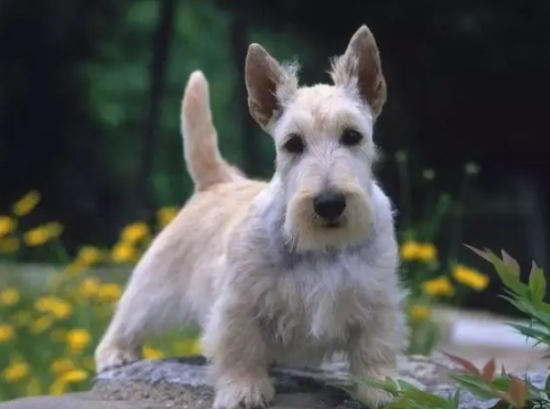 ����С����ôѵ����С�㣿