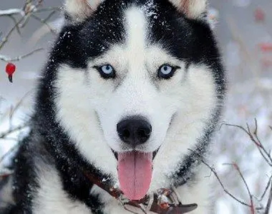 怎么给哈士奇洗澡