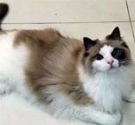 ι��è�����������Щ��