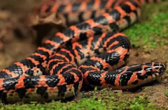 ũ�������ʲô��