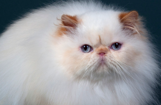 怎样帮助波斯猫洗脸