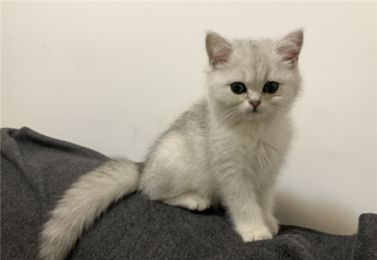 Ӣ����ëè����ô��ϴ��