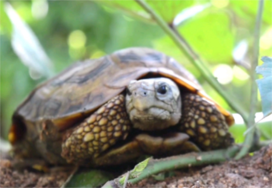 乌龟什么时候进入冬眠期时间 乌龟什么时候进入冬眠期时间
