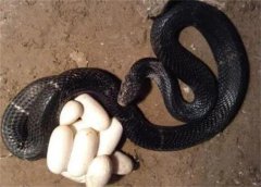 �߲���Ҫ���