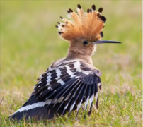 ͷ�ϴ����ӵ���ͼƬ