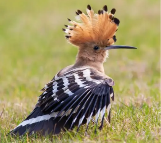 头上带冠子的鸟图片 头上带冠子的鸟图片