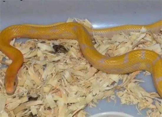 Ů�������ߵĻ���