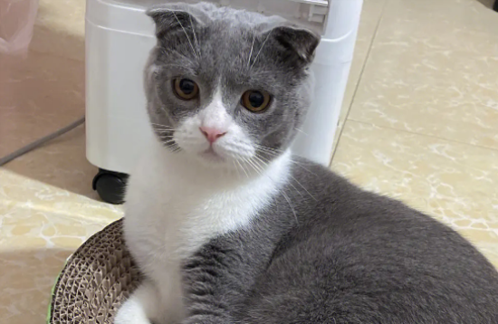 ��ֳ��ĸè����ʳע������