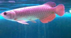 ��ô�����㻳������