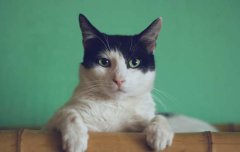 è�任ë�ڵ�Ӧ�Է���