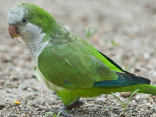 鸟感冒都有哪些症状 鸟感冒都有哪些症状