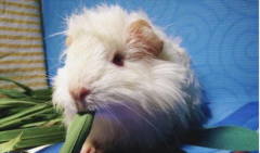 ������ϲ����ʲôʳ�� ��