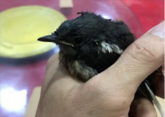 ��һֻ����ô��