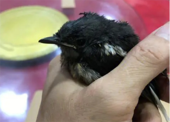 捡到一只鸟怎么办 捡到一只鸟怎么办