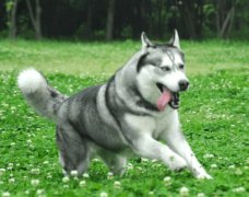 ��ʿ����ôѡ�������������Ƕ���