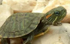 �ڹ겻ιʳ����Ի���