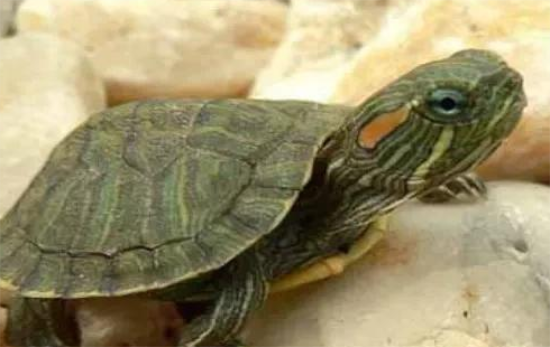 �ڹ겻ιʳ����Ի���