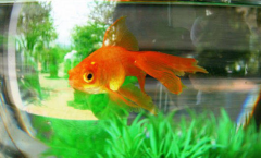 ����������ܻ�ø���