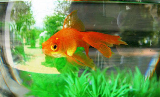 ����������ܻ�ø���