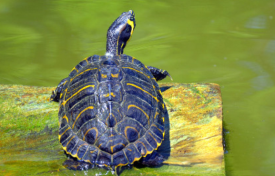 鱼和乌龟可以一起养吗 鱼和乌龟可以一起养吗