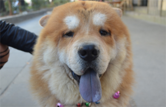 ��ʨȮ��Ƣ����ô��������ôѵ����