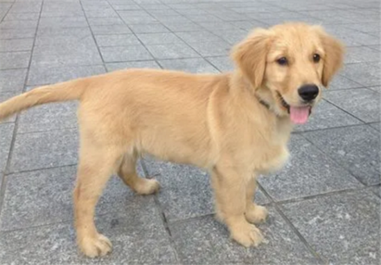 小金毛被打会怎么样? 小金毛被打会怎么样?