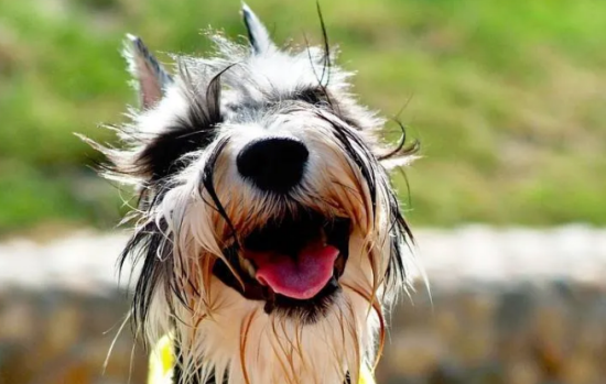 ѩ������˾ͽ���ô�� ѩ������˾ͽеĽ������