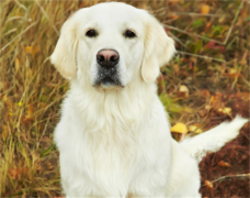 �����µĽ�ë���ݣ���ô����������