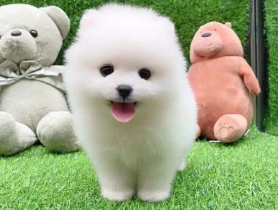 �豭Ȯ��ôѵ�����÷����ͻ��°빦��