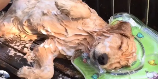 金毛不洗澡会怎么样啊 金毛不洗澡会怎么样啊