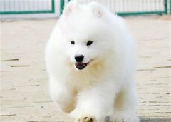 ��ĦҮ������ô�죿���������⼸��