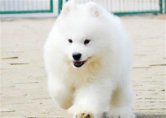 ��ĦҮ������ô�죿���������⼸��