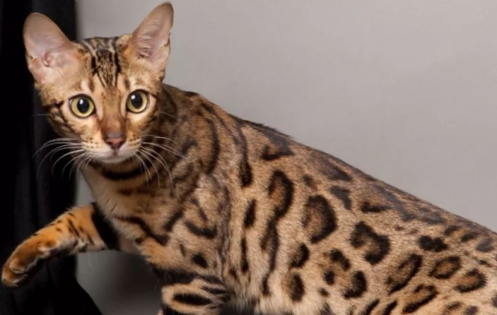 孟加拉豹猫的8个饮食禁忌