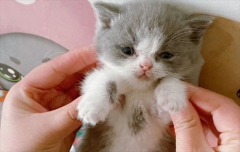 ��è���ָ�׵���ȷ�򿪷�ʽ