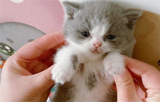 ��è���ָ�׵���ȷ�򿪷�ʽ