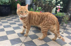 è����ˮ��ι��������