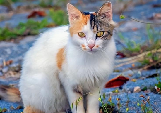 ����è��������