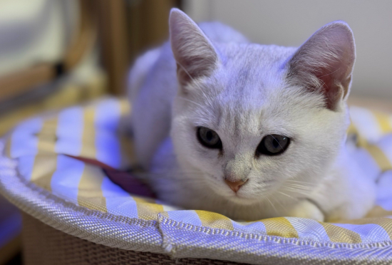 猫咪尿血怎么办吃什么药 猫咪尿血怎么办吃什么药