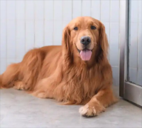 ��ë�ı���Ϊʲô����ɫ