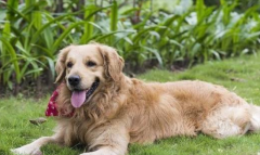 ��ë����ȱ����ʲô