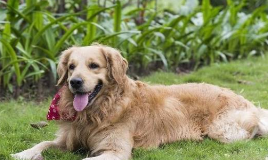 ��ë����ȱ����ʲô