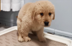 ����ȮͻȻ��ë�Ĳ���