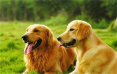 ��ë��ɫ�ܹ��ּ�������