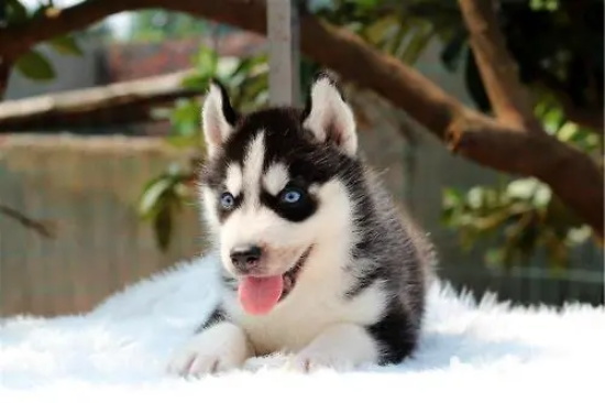 �����Ϻ�������Ⱦ��ʲô��