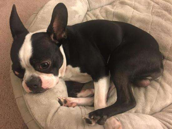 犬瘟到后期就救不活了吗