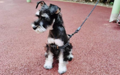 ѩ����ҧ������ô�� ѩ����ҧ���˵Ľ���취