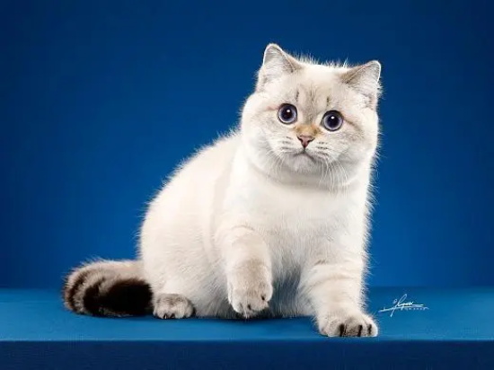 给猫咪喂药要注意什么?