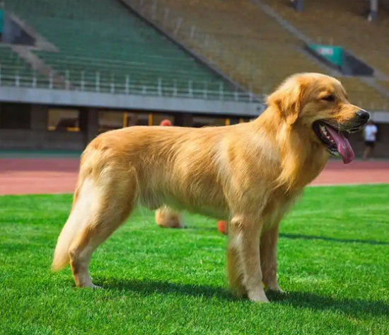 �����ëĸ�������ض���